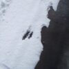 かるーい雪が積もったね